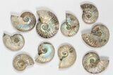 Lot: KG Silver Iridescent Ammonites (-) - Pieces #79442-2